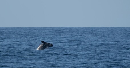 Fototapeta premium Südlicher Glattwal (Eubalaena australis) springt aus dem Meer