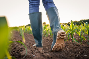 Rubber boot in corn field. Farmer walking at organic farm and inspecting growth of maize plant....