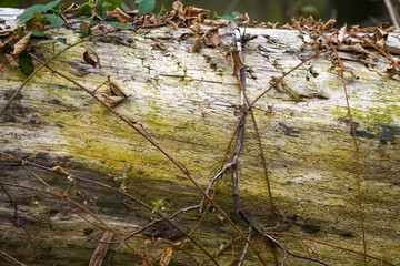 Forest areas in Germany photographed in the spring month of May