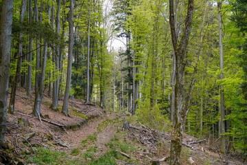 Forest areas in Germany photographed in the spring month of May