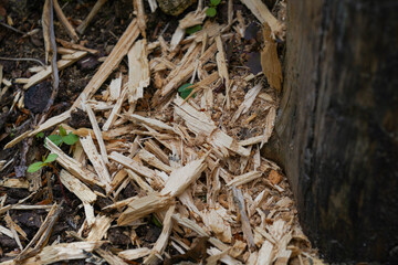 Forest areas in Germany photographed in the spring month of May