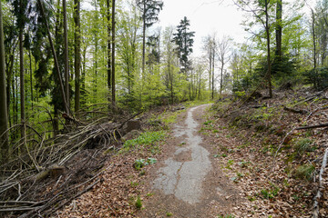 Forest areas in Germany photographed in the spring month of May
