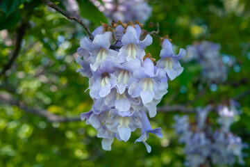 Flowers of paulownia (Latin Paulowania), or Adam’s tree or the Tree of Life (Japan, Kiri) - the most fast-growing tree