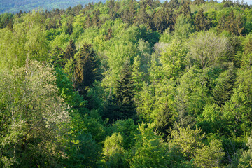 Forest areas in Germany photographed in the spring month of May