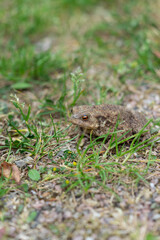 Kröte in der Natur