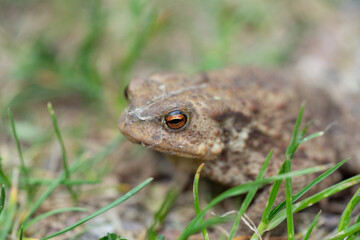 Kröte in der Natur