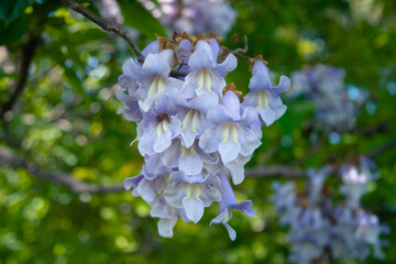 Flowers of paulownia (Latin Paulowania), or Adam’s tree or the Tree of Life (Japan, Kiri) - the most fast-growing tree