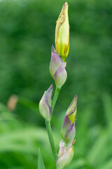 Blütenknospen - Natur