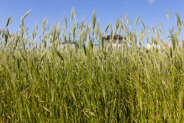 Tall grass on the field
