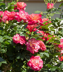Beautiful garden rose blooming. Red-yellow large fragrant rose flowers on the bush. Rose in all its splendor is attractive for people as well as for insects. Natural background. Landscape concept.
