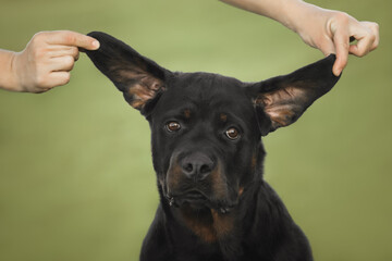 Funny beautiful dog rottweiler portrait