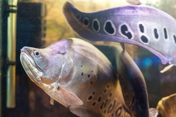 The clown featherback, clown knifefish, or spotted knifefish, Chitala ornata, is a nocturnal...