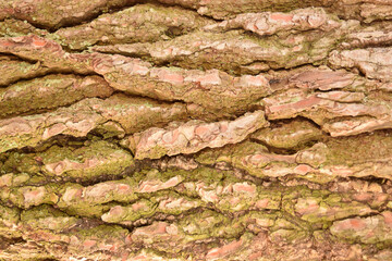 Texture of the bark of an old tree with grooves and parts of moss