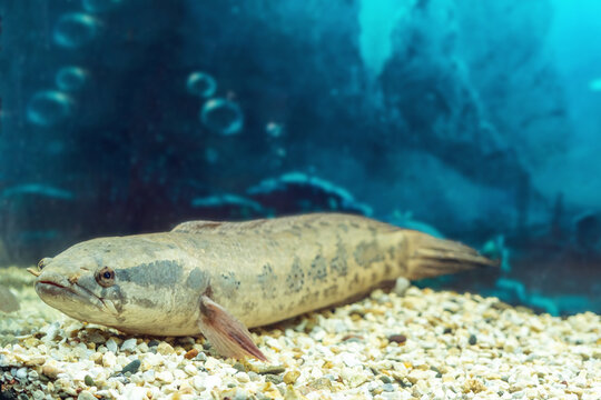 Snakehead fish Channa asiatica swims in the aquarium