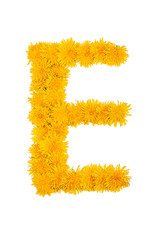 The English alphabet of dandelion flowers is isolated on a white background. Letter E
