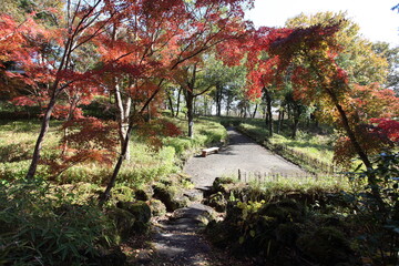 公園の紅葉と遊歩道