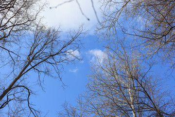 The crowns of deciduous trees shaking from the wind in the forest in early spring. Selective focus....