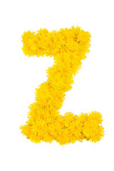 The English alphabet of dandelion flowers. Letter Z