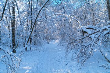 Ski-track  in the winter forest.