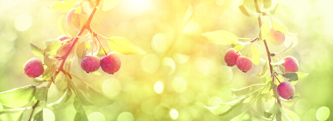 Beautiful ripe red apples hanging on apple tree branches in garden, abstract blurred sunny natural background. harvest season. summer time. soft focus. banner