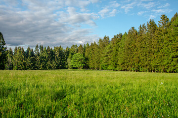 Fototapeta premium field near the forest and blue sky