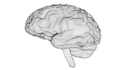 Wireframe brain 3D
