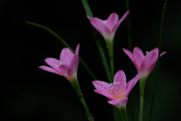 The beauty of the rain lily flower that blooms perfectly with full of morning dew. This pink flower has the scientific name Zephyranthes minuta. 