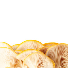 oyster mushroom close up isolated on white background