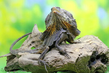 Soa Payung also known as the frilled lizard or frilled dragon is showing a threatening expression....