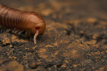 Details of a brown millipede on a tree