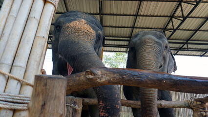 Elephants try to sniff the camera with their trunk. Very large animals in a wooden enclosure. Sparse hair on trunk and trunk. They open their mouth and show their tongue. They eat grass, watermelon