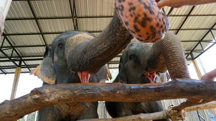 Elephants try to sniff the camera with their trunk. Very large animals in a wooden enclosure. Sparse hair on trunk and trunk. They open their mouth and show their tongue. They eat grass, watermelon