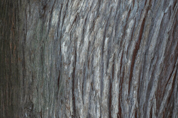 close-up on pine tree trunk. wooden background. selective focus