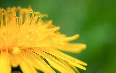 Fototapeta premium Yellow dandelion on a green background in macro.