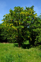 real golden rain can conjure up an impressive show of long bunches of deep yellow flowers, multiple trunks grow from one place by the sidewalk