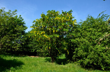 Obraz premium real golden rain can conjure up an impressive show of long bunches of deep yellow flowers, multiple trunks grow from one place by the sidewalk