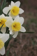 yellow and white flowers