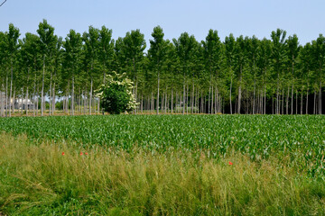 corn fields sunny day