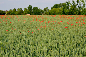 poppy field in summer
