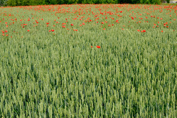 field of poppies