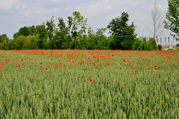 field of poppies