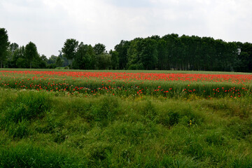 field of poppies