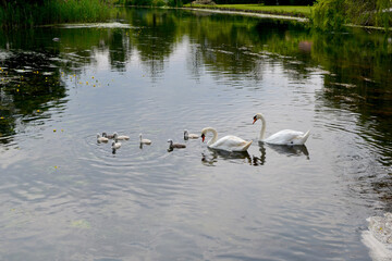 swan on the lake