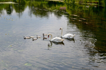 swan on the lake