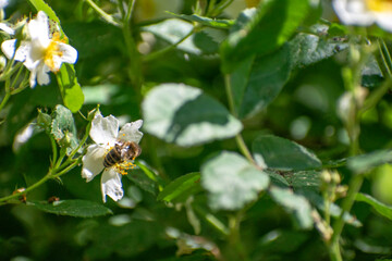 bee on a flower