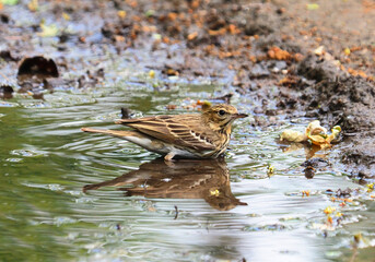 The tree pipit bird taking a bath, Anthus trivialis