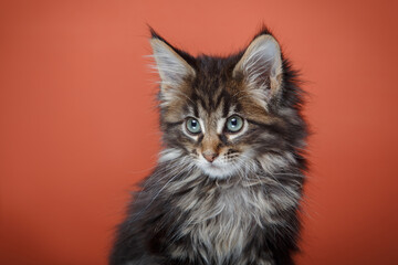 Maine Coon kitten on a red background. Cat portrait in studio