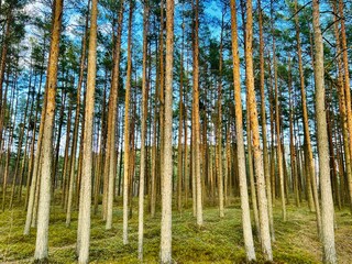 pine forest in the morning