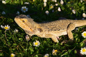 Bearded Dragon Outside