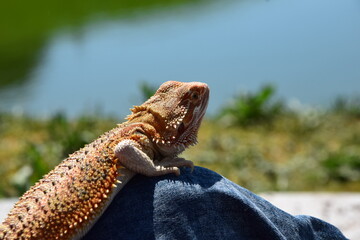 Bearded Dragon Outside